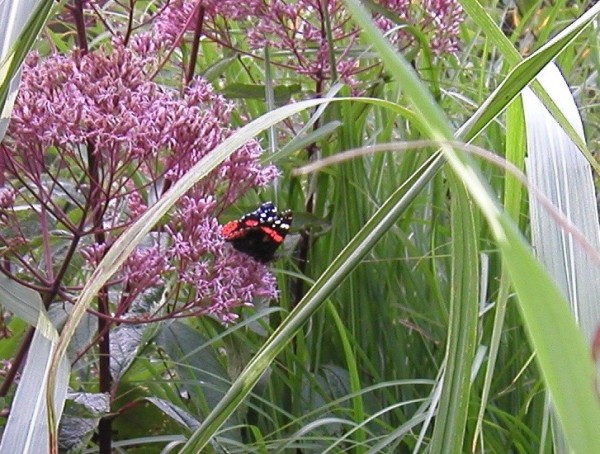 Großer Gartenwasserdost - Eupatorium fistulosum ’Riesenschirm’